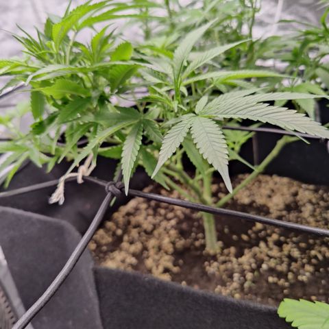 Dos Si Dos 33 growlog timeline photo