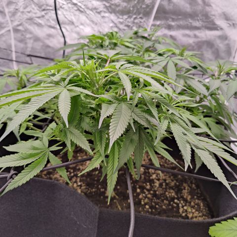 Dos Si Dos 33 growlog timeline photo