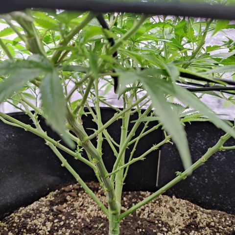 Dos Si Dos 33 growlog timeline photo