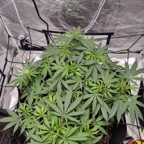 Dos Si Dos 33 growlog timeline photo