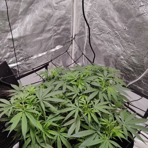 Dos Si Dos 33 growlog timeline photo