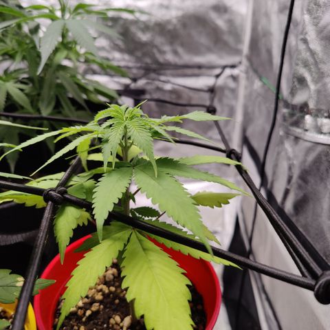 Shogun growlog timeline photo