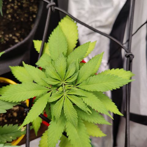 Shogun growlog timeline photo