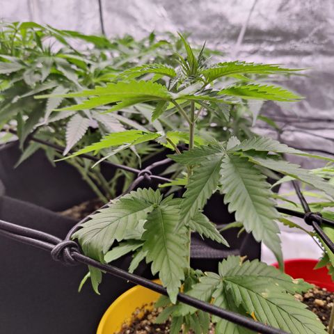 Blackberry Cake growlog timeline photo