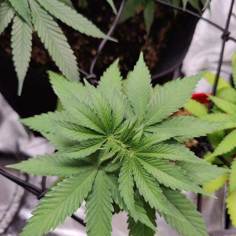Blackberry Cake growlog timeline photo