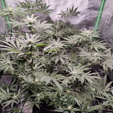Lemon Haze growlog timeline photo