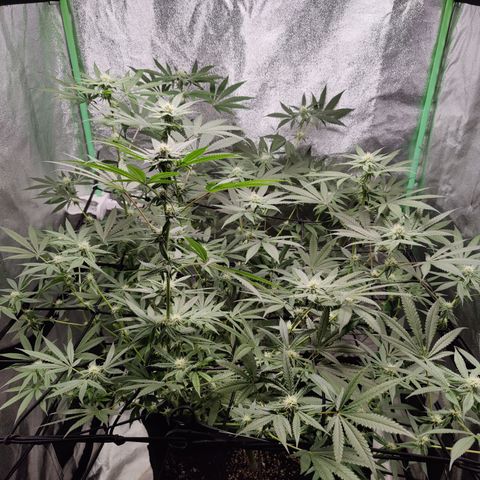 Lemon Haze growlog timeline photo