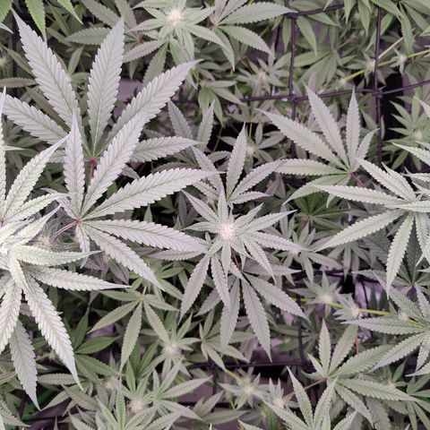 Lemon Haze growlog timeline photo