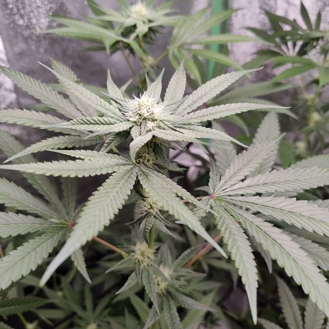 Lemon Haze growlog timeline photo