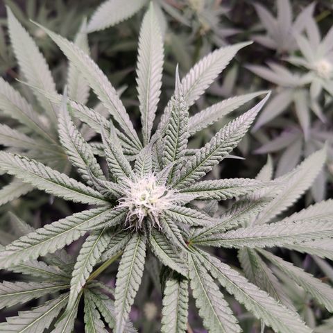 Lemon Haze growlog timeline photo