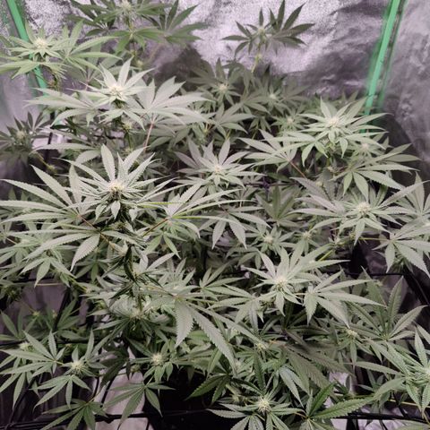 Lemon Haze growlog timeline photo