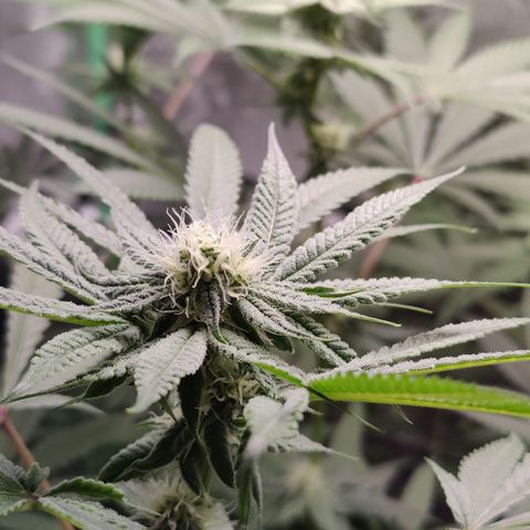 Lemon Haze growlog timeline photo