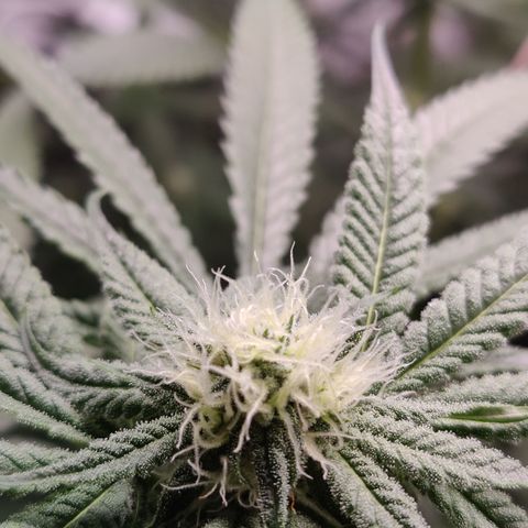 Lemon Haze growlog timeline photo