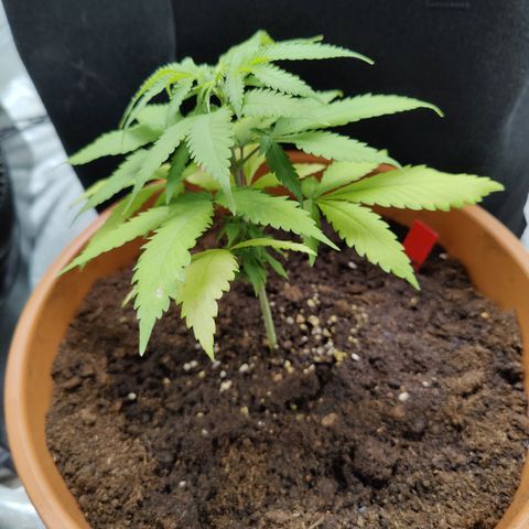Shogun growlog timeline photo