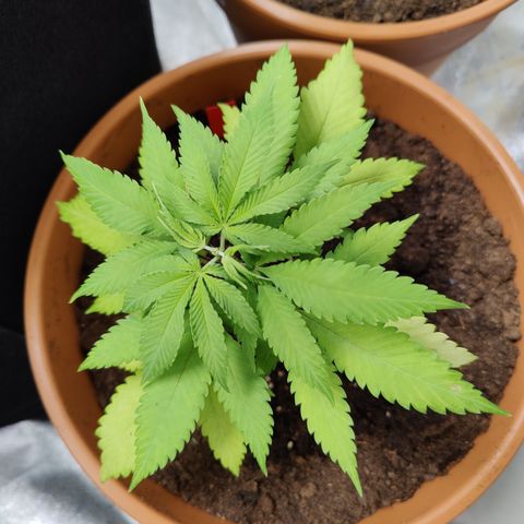 Shogun growlog timeline photo