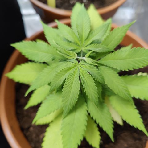 Shogun growlog timeline photo