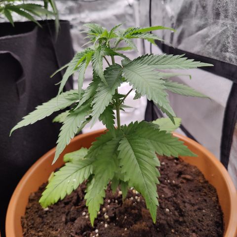 Blackberry Cake growlog timeline photo