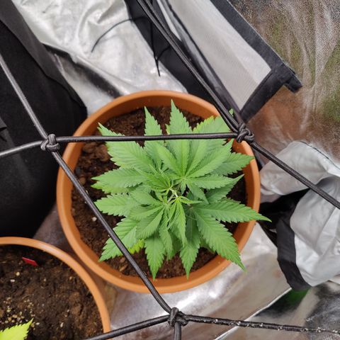 Blackberry Cake growlog timeline photo