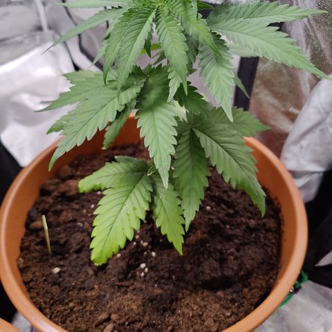 Blackberry Cake growlog timeline photo