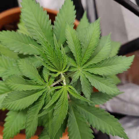 Blackberry Cake growlog timeline photo