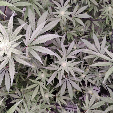 Lemon Haze growlog timeline photo