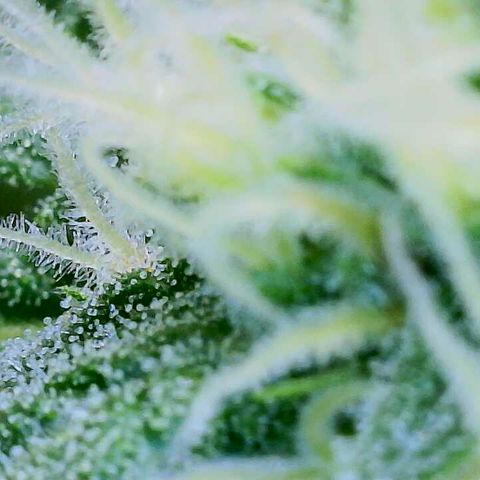 Lemon Haze growlog timeline photo