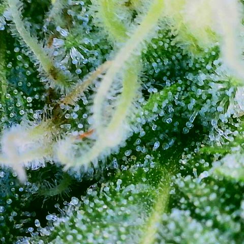 Lemon Haze growlog timeline photo