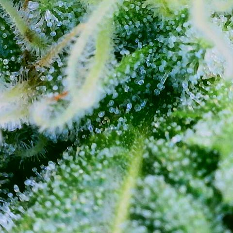 Lemon Haze growlog timeline photo
