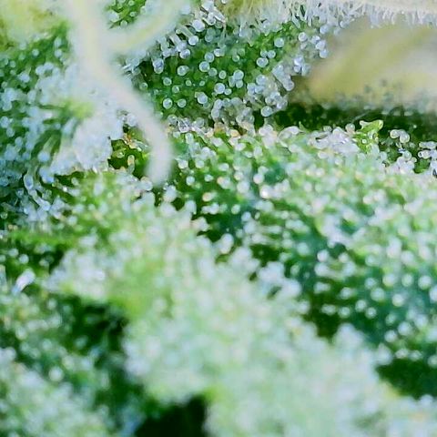 Lemon Haze growlog timeline photo
