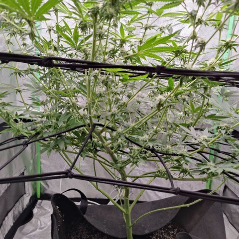 Lemon Haze growlog timeline photo