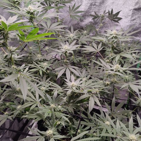 Lemon Haze growlog timeline photo