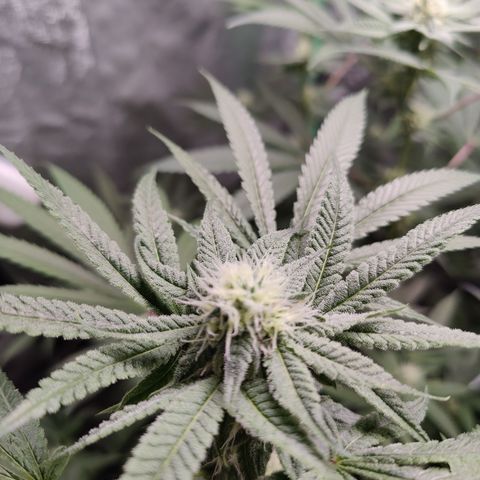 Lemon Haze growlog timeline photo