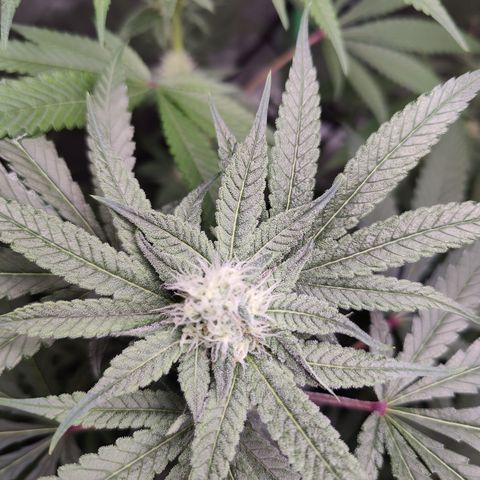 Lemon Haze growlog timeline photo