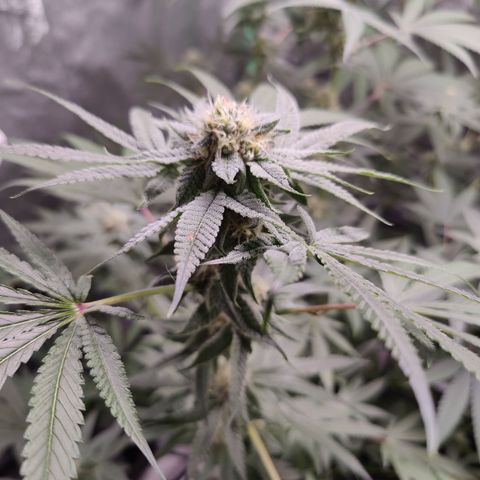 Lemon Haze growlog timeline photo