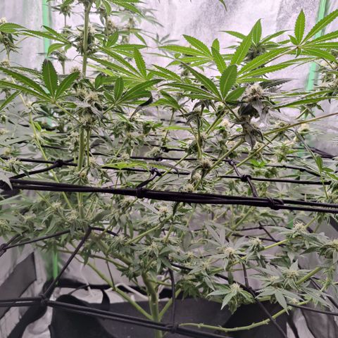 Lemon Haze growlog timeline photo