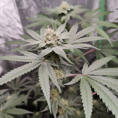 Lemon Haze growlog timeline photo