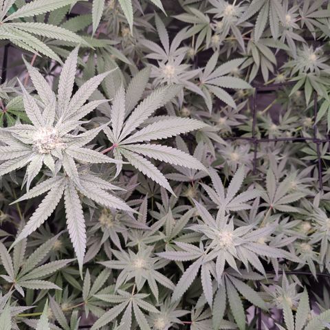 Lemon Haze growlog timeline photo