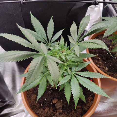 Shogun growlog timeline photo