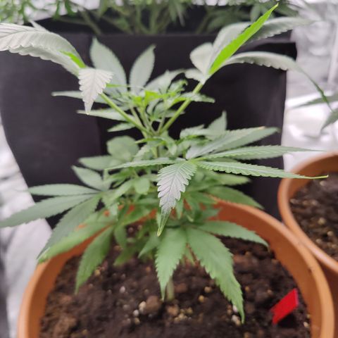 Shogun growlog timeline photo