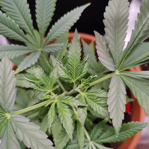 Shogun growlog timeline photo