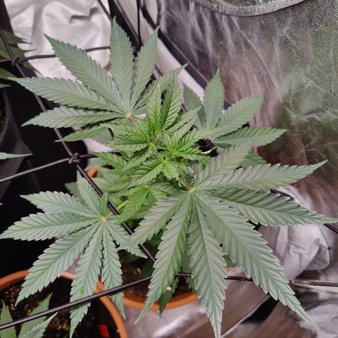 Blackberry Cake growlog timeline photo