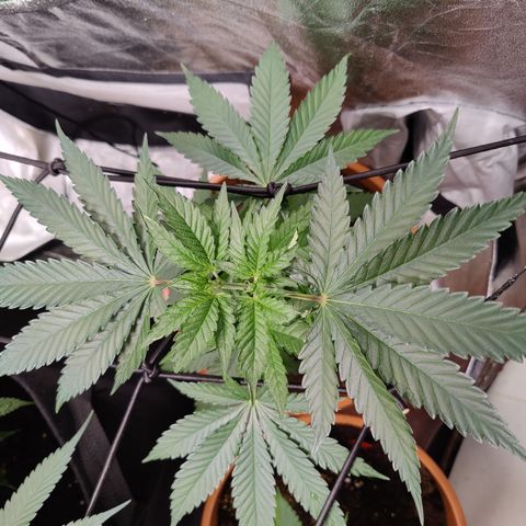 Blackberry Cake growlog timeline photo
