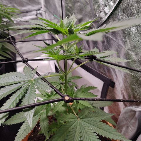 Blackberry Cake growlog timeline photo
