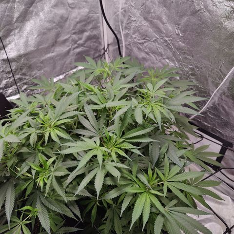 Dos Si Dos 33 growlog timeline photo