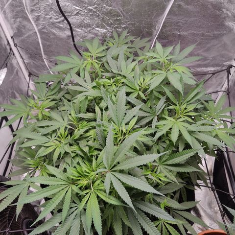 Dos Si Dos 33 growlog timeline photo