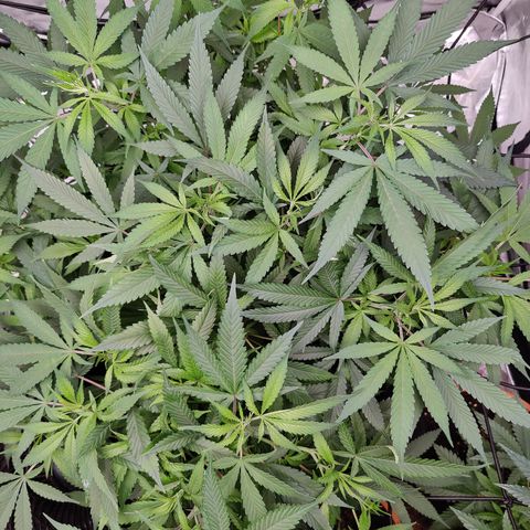 Dos Si Dos 33 growlog timeline photo