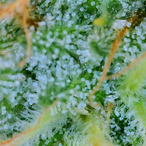 Lemon Haze growlog timeline photo