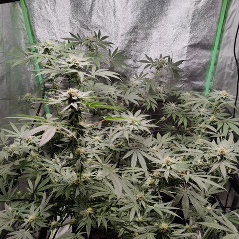 Lemon Haze growlog timeline photo