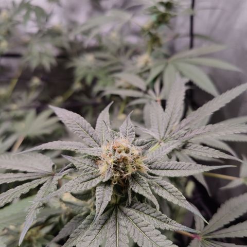 Lemon Haze growlog timeline photo