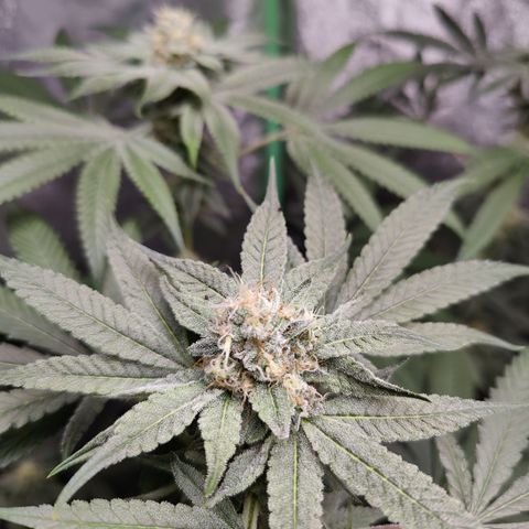 Lemon Haze growlog timeline photo